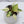 Philodendron Gloriosum Variegated *Type 2* (wk33-D)