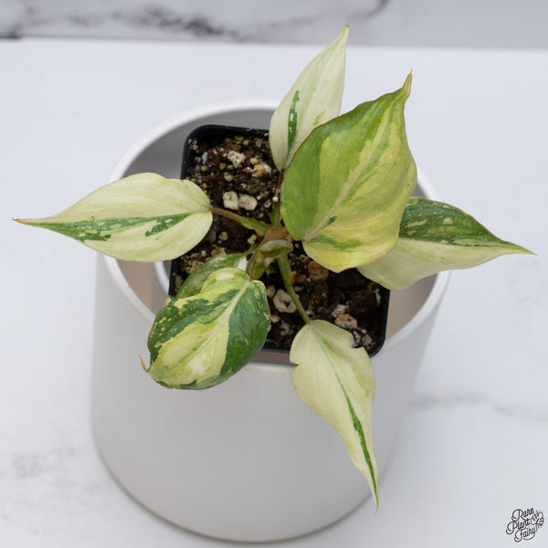 Philodendron Gloriosum Variegated *Type 2* (wk33-D)