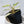 Philodendron Gloriosum Variegated *Type 2* (wk33-D)
