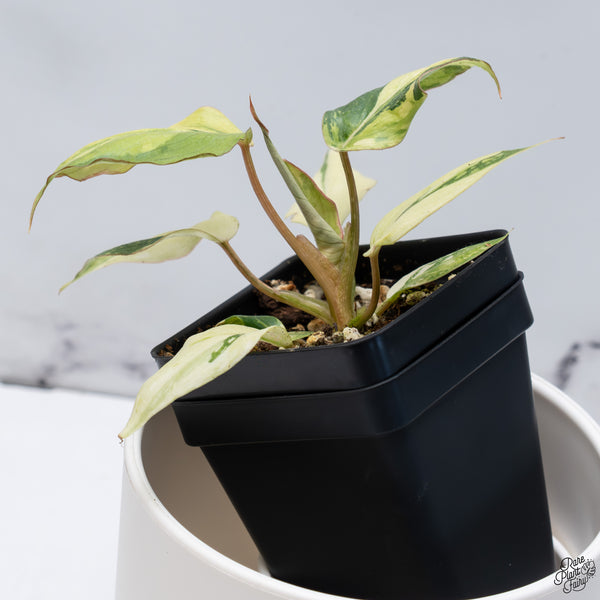 Philodendron Gloriosum Variegated *Type 2* (wk33-D)