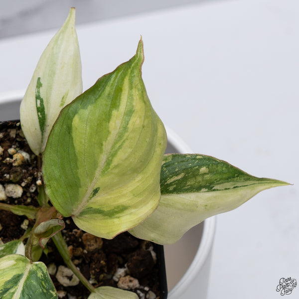 Philodendron Gloriosum Variegated *Type 2* (wk33-D)