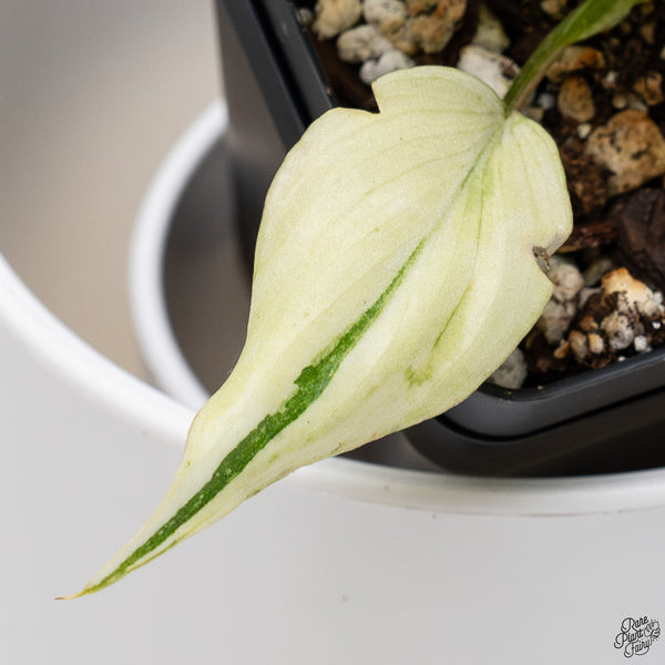 Philodendron Gloriosum Variegated *Type 2* (wk33-D)