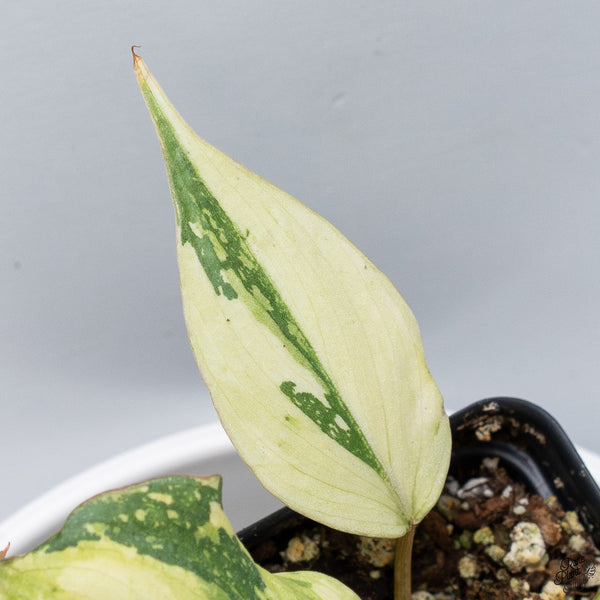 Philodendron Gloriosum Variegated *Type 2* (wk33-D)