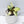 Philodendron Gloriosum Variegated *Type 2* (wk33-D)