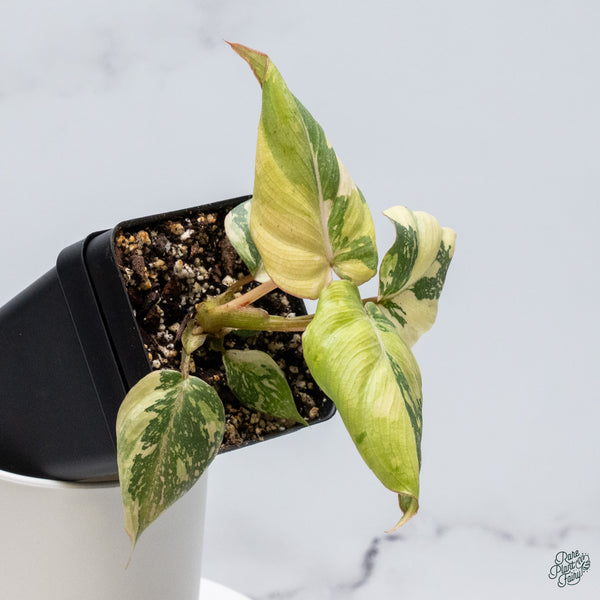 Philodendron Gloriosum Variegated *Type 2* (wk34-E)