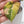 Philodendron Gloriosum Variegated *Type 2* (wk34-E)