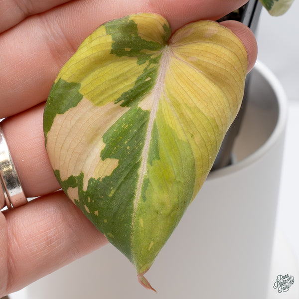 Philodendron Gloriosum Variegated *Type 2* (wk34-E)