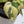 Philodendron Gloriosum Variegated *Type 2* (wk34-E)
