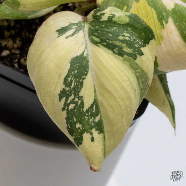 Philodendron Gloriosum Variegated *Type 2* (wk34-E)
