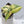 Philodendron Gloriosum Variegated *Type 2* (wk34-E)