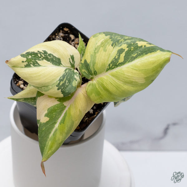 Philodendron Gloriosum Variegated *Type 2* (wk34-E)