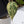 Philodendron Gloriosum Variegated *Type 2* (wk34-E)