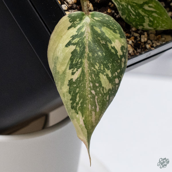 Philodendron Gloriosum Variegated *Type 2* (wk34-E)