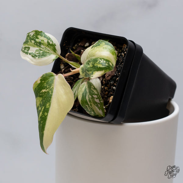 Philodendron Gloriosum Variegated *Type 2* (wk35-D)