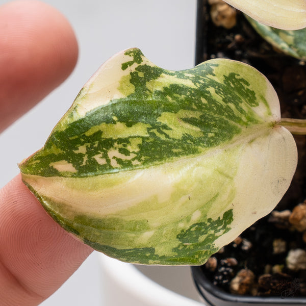Philodendron Gloriosum Variegated *Type 2* (wk35-D)