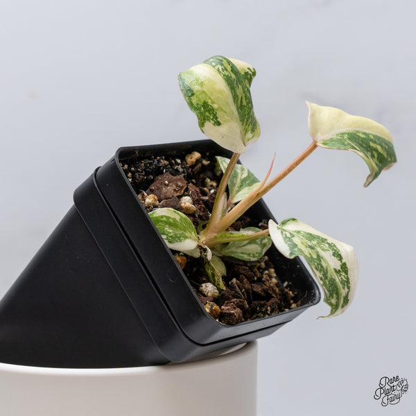 Philodendron Gloriosum Variegated *Type 2* (wk35-D)