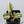 Philodendron Gloriosum Variegated *Type 2* (wk35-D)