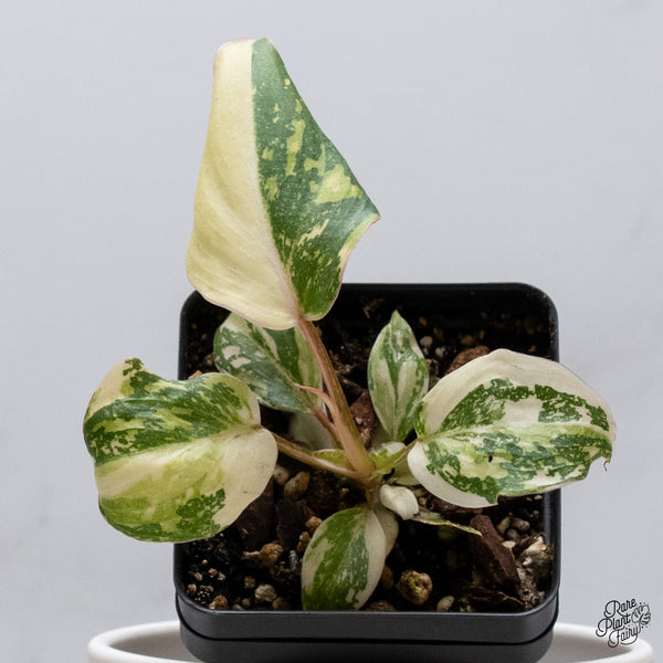 Philodendron Gloriosum Variegated *Type 2* (wk35-D)