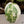 Philodendron Gloriosum Variegated *Type 2* (wk35-D)