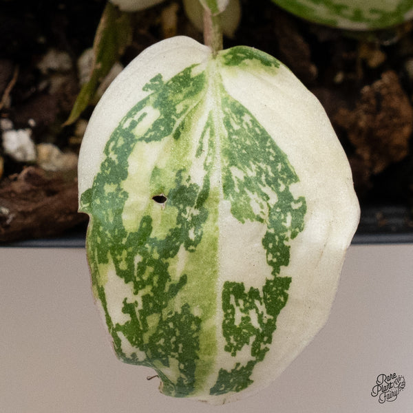 Philodendron Gloriosum Variegated *Type 2* (wk35-D)