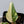 Philodendron Gloriosum Variegated *Type 2* (wk35-D)