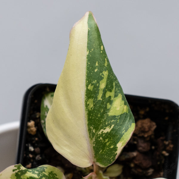 Philodendron Gloriosum Variegated *Type 2* (wk35-D)