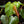 Philodendron grandipes *Grower's choice*