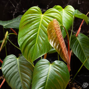 Philodendron grandipes *Grower's Choice*