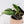 Philodendron Hederaceum Albo Variegated Heartleaf (wk37-I)