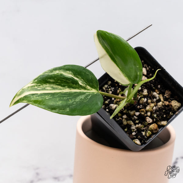 Philodendron Hederaceum Albo Variegated Heartleaf (wk37-I)