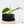 Philodendron Hederaceum Albo Variegated Heartleaf (wk37-I)