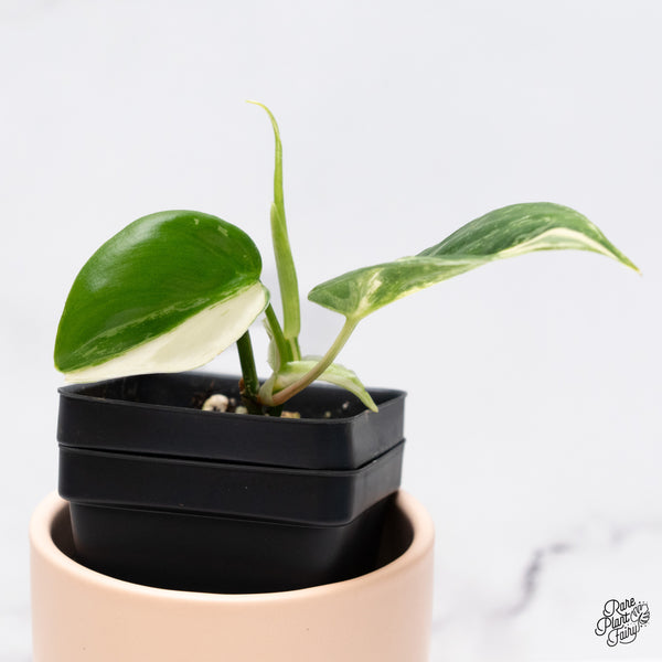 Philodendron Hederaceum Albo Variegated Heartleaf (wk37-I)
