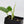 Philodendron Hederaceum Albo Variegated Heartleaf (wk37-I)