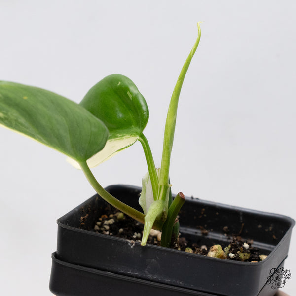 Philodendron Hederaceum Albo Variegated Heartleaf (wk37-I)
