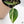 Philodendron Hederaceum Albo Variegated Heartleaf (wk37-I)