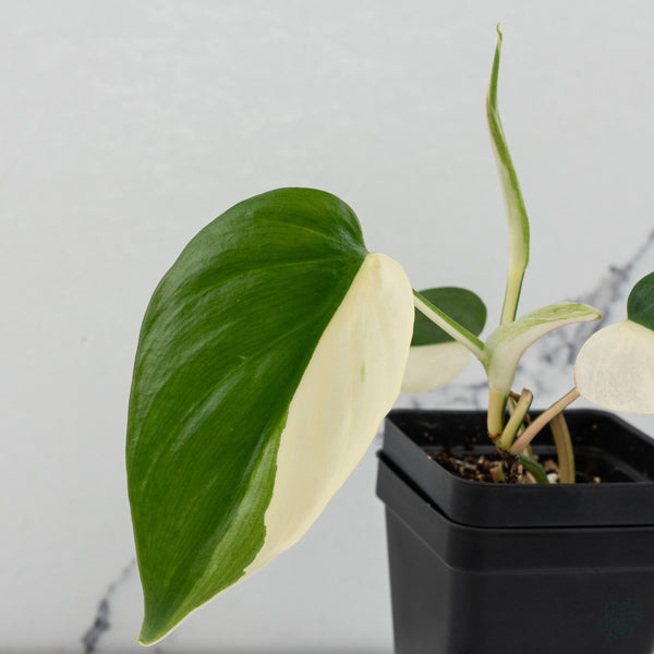 Philodendron Hederaceum Albo Variegated Heartleaf (wk34-O) *Sectoral*