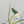 Philodendron Hederaceum Albo Variegated Heartleaf (wk34-O) *Sectoral*