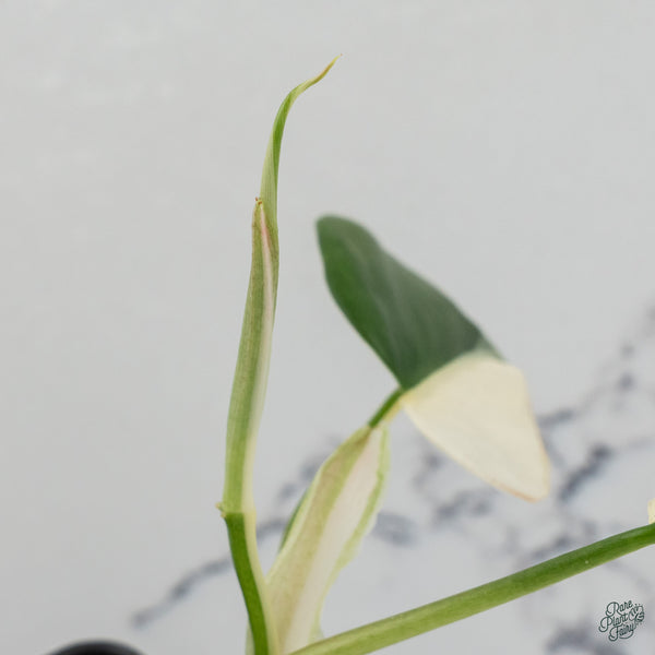 Philodendron Hederaceum Albo Variegated Heartleaf (wk34-O) *Sectoral*