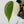 Philodendron Hederaceum Albo Variegated Heartleaf (wk34-O) *Sectoral*