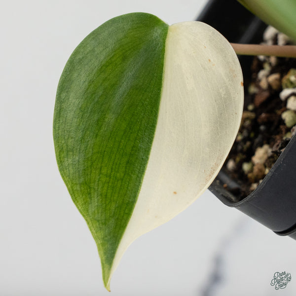 Philodendron Hederaceum Albo Variegated Heartleaf (wk34-O) *Sectoral*