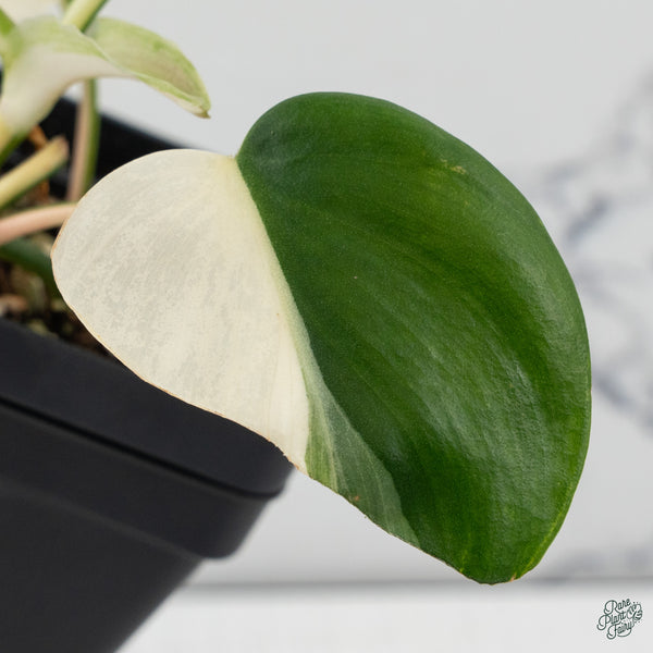 Philodendron Hederaceum Albo Variegated Heartleaf (wk34-O) *Sectoral*