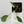 Philodendron Hederaceum Albo Variegated Heartleaf (wk34-O) *Sectoral*