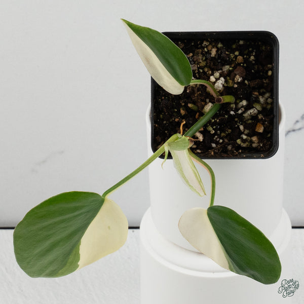 Philodendron Hederaceum Albo Variegated Heartleaf (wk34-O) *Sectoral*