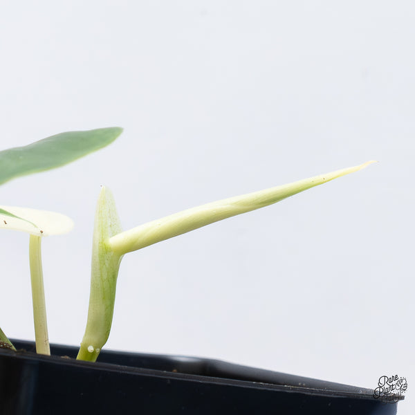 Philodendron Hederaceum Albo Variegated Heartleaf (wk37-J)