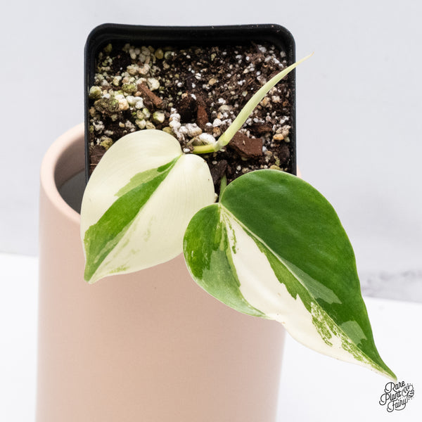 Philodendron Hederaceum Albo Variegated Heartleaf (wk37-J)