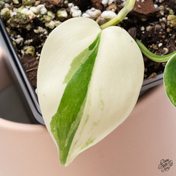 Philodendron Hederaceum Albo Variegated Heartleaf (wk37-J)
