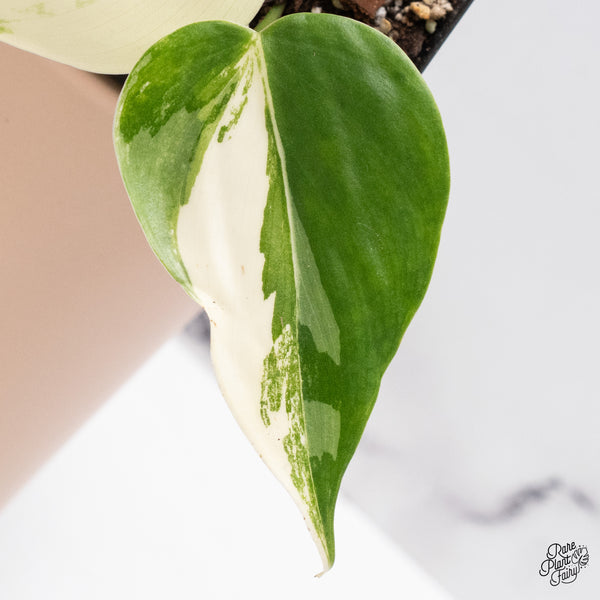 Philodendron Hederaceum Albo Variegated Heartleaf (wk37-J)