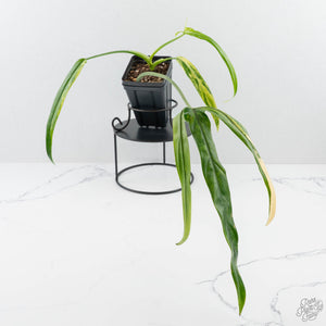 Philodendron holtonianum variegated *Grower's Choice*