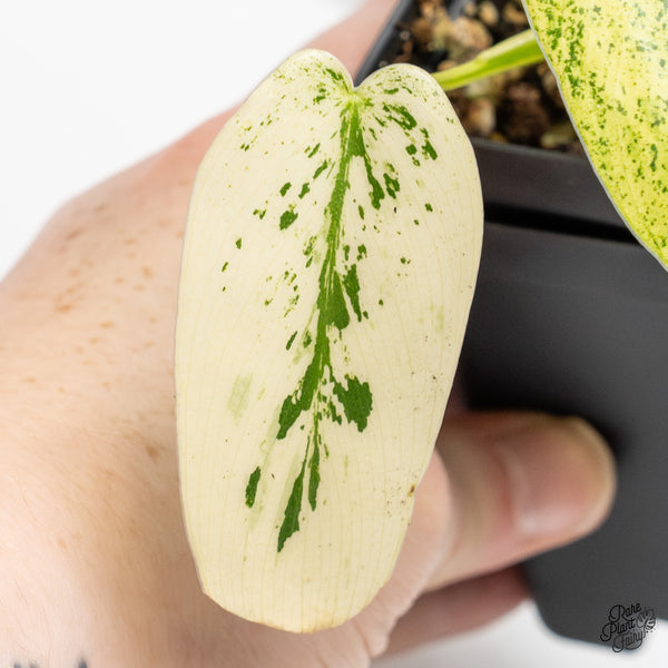 Philodendron Ilsemanii *Kunzo Lineage* (wk50-F)