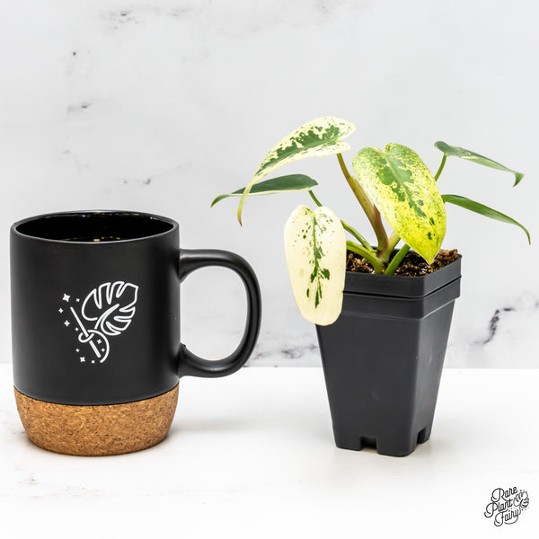 Philodendron Ilsemanii *Kunzo Lineage* (wk50-F)